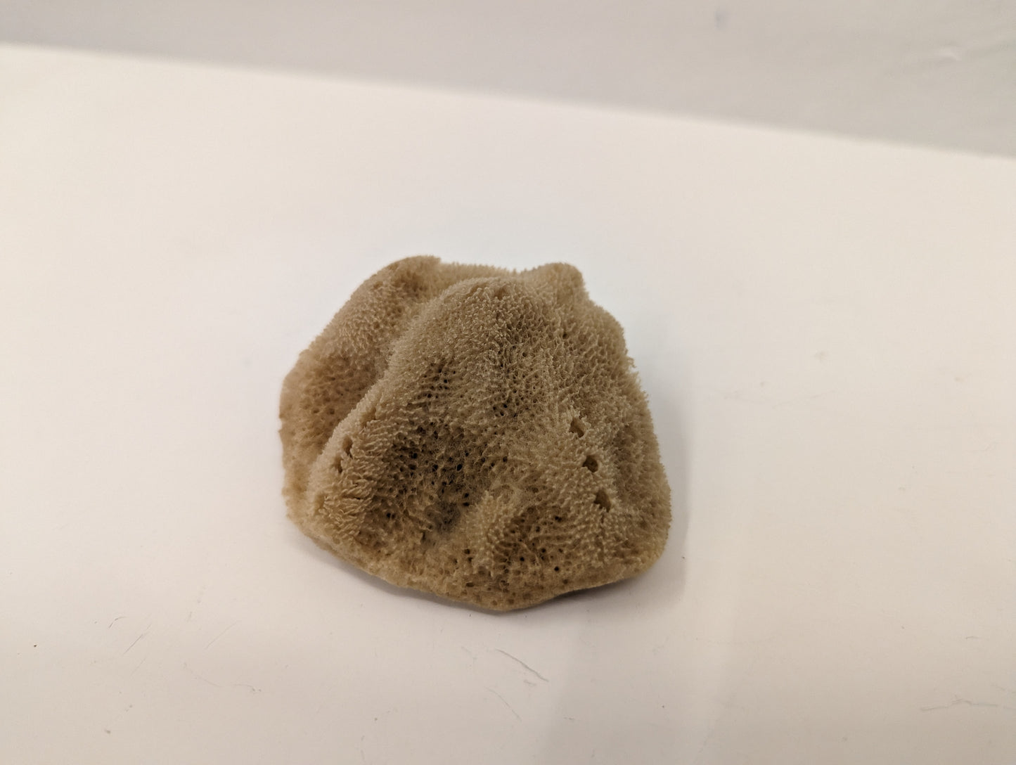 Natural Sponge (Semi-bleached, M)
