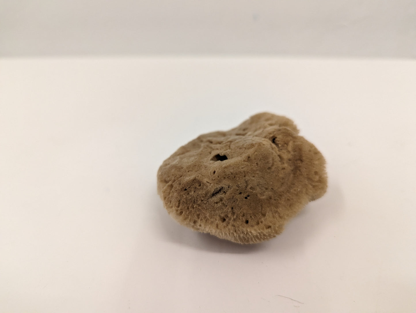 Natural Sponge (Semi-bleached, M)