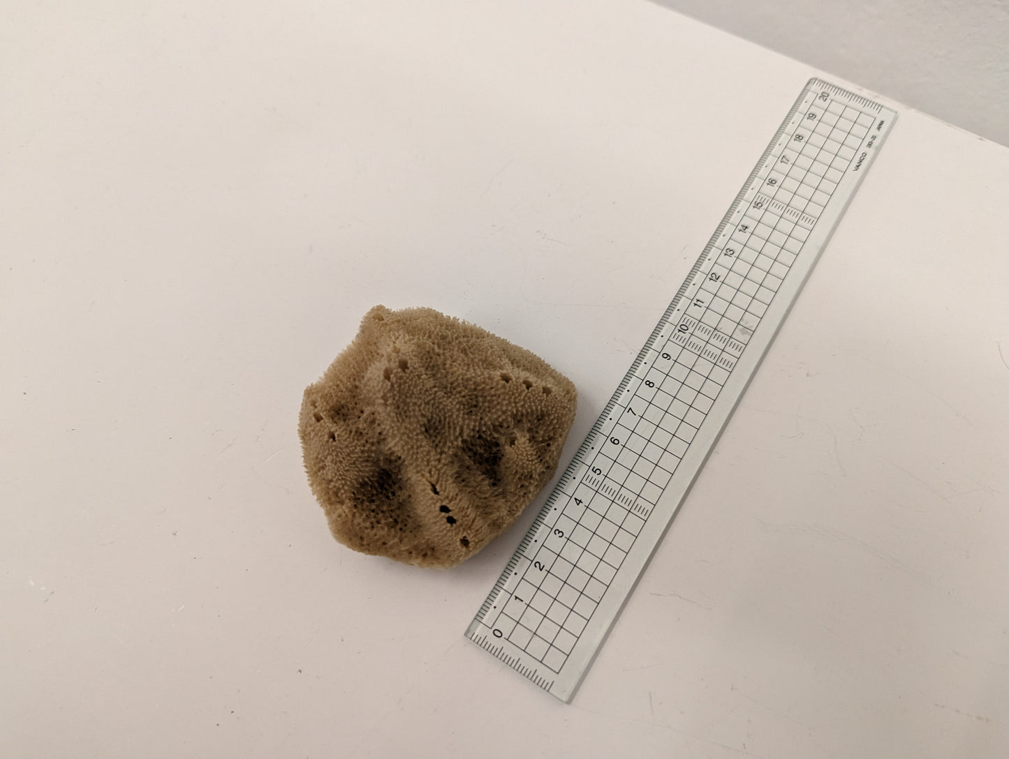 Natural Sponge (Semi-bleached, M)
