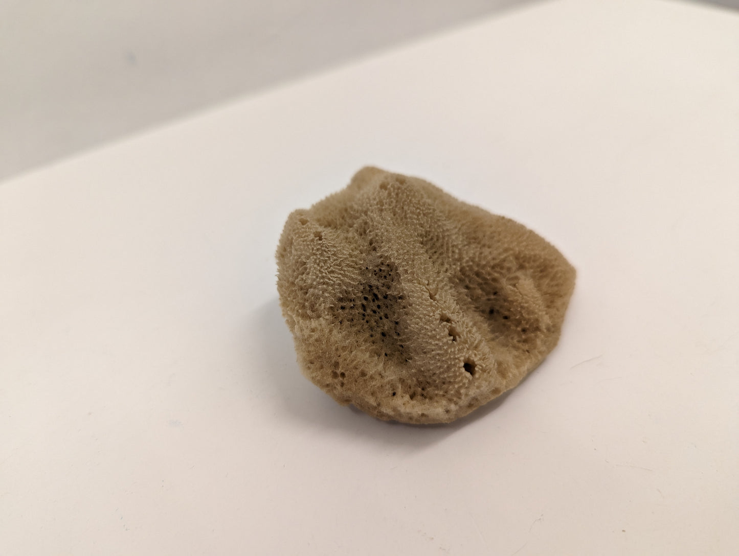 Natural Sponge (Semi-bleached, M)